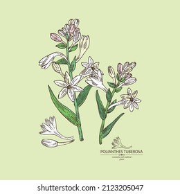 Background with polianthes tuberosa: tuberose  plant, leaves and polianthes tuberosa flowers. Cosmetic, perfumery and medical plant. Vector hand drawn illustration