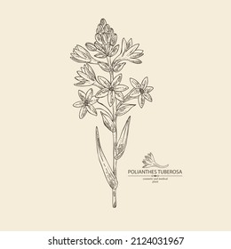 Background with polianthes tuberosa: tuberose  plant, leaves and polianthes tuberosa flowers. Cosmetic, perfumery and medical plant. Vector hand drawn illustration