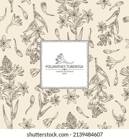 Background with polianthes tuberosa: tuberose  plant, leaves and polianthes tuberosa flowers. Cosmetic, perfumery and medical plant. Vector hand drawn illustration