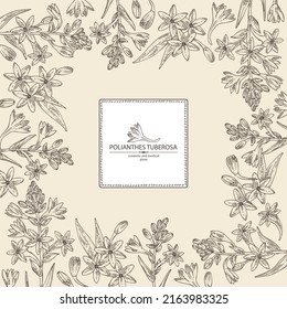 Background with polianthes tuberosa: tuberose  plant, leaves and polianthes tuberosa flowers. Cosmetic, perfumery and medical plant. Vector hand drawn illustration