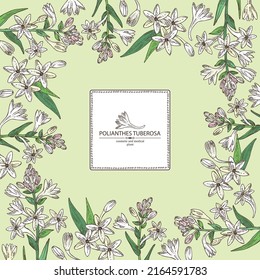 Background with polianthes tuberosa: tuberose  plant, leaves and polianthes tuberosa flowers. Cosmetic, perfumery and medical plant. Vector hand drawn illustration