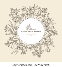 Background with polianthes tuberosa: tuberose  plant, leaves and polianthes tuberosa flowers. Cosmetic, perfumery and medical plant. Vector hand drawn illustration