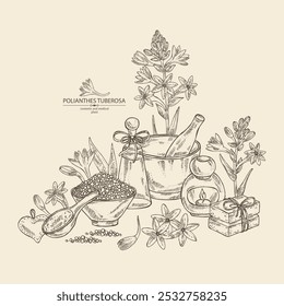 Background with  polianthes tuberosa: tuberose  plant, leaves and polianthes tuberosa flowers. Oil, soap and bath salt . Cosmetics and medical plant. Vector hand drawn illustration