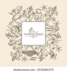 Background with  polianthes tuberosa: tuberose  plant, leaves and polianthes tuberosa flowers. Oil, soap and bath salt . Cosmetics and medical plant. Vector hand drawn illustration