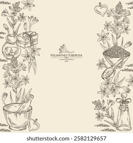 Background with  polianthes tuberosa: tuberose  plant, leaves and polianthes tuberosa flowers. Oil, soap and bath salt . Cosmetics and medical plant. Vector hand drawn illustration