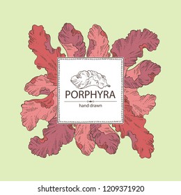 Background with porphyra: porphyra seaweed. Red algae. Edible seaweed. Vector hand drawn illustration.