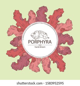 Background with porphyra: porphyra seaweed. Red algae. Edible seaweed. Vector hand drawn illustration