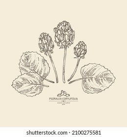 Background with psoralea corylifolia: plant, leaves, psoralea corylifolia flowers and seeds. Malaysian scurfpea. Cosmetic, perfumery and medical plant. Vector hand drawn illust