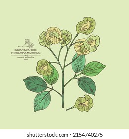Background with pterocarpus marsupium: pterocarpus marsupium plant, leaves, seeds and pterocarpus marsupium flowers. Indian kino tree. Cosmetic, perfumery and medical plant. Vector hand drawn