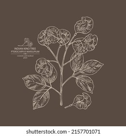 Background with pterocarpus marsupium: pterocarpus marsupium plant, leaves, seeds and pterocarpus marsupium flowers. Indian kino tree. Cosmetic, perfumery and medical plant. Vector drawn
