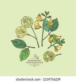 Background with pterocarpus marsupium: pterocarpus marsupium plant, leaves, seeds and pterocarpus marsupium flowers. Indian kino tree. Cosmetic, perfumery and medical plant. Vector drawn