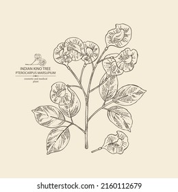 Background with pterocarpus marsupium: pterocarpus marsupium plant, leaves, seeds and pterocarpus marsupium flowers. Indian kino tree. Cosmetic, perfumery and medical plant. Vector drawn