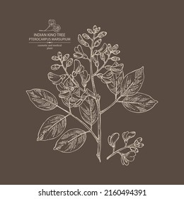 Background with pterocarpus marsupium: pterocarpus marsupium plant, leaves, seeds and pterocarpus marsupium flowers. Indian kino tree. Cosmetic, perfumery and medical plant. Vector drawn