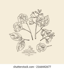 Background with pterocarpus marsupium: pterocarpus marsupium plant, leaves, seeds and pterocarpus marsupium flowers. Indian kino tree. Cosmetic, perfumery and medical plant. Vector drawn