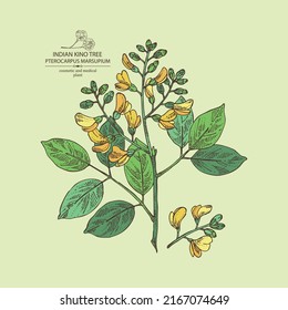 Background with pterocarpus marsupium: pterocarpus marsupium plant, leaves, seeds and pterocarpus marsupium flowers. Indian kino tree. Cosmetic, perfumery and medical plant. Vector drawn