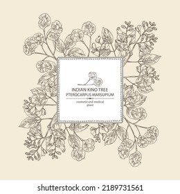 Background with pterocarpus marsupium: pterocarpus marsupium plant, leaves, seeds and pterocarpus marsupium flowers. Indian kino tree. Cosmetic, perfumery and medical plant. Vector drawn