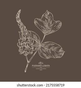 Background with pueraria lobata: pueraria lobata plant, leaves, flowers and pueraria lobata root.  Cosmetic, perfumery and medical plant. Vector hand drawn illustration