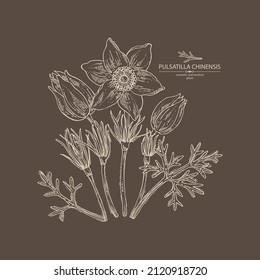 Background with pulsatilla chinensis: anemone chinensis plant, leaves and pulsatilla chinensis flowers. Anemone chinensis. Cosmetic, perfumery and medical plant. Vector hand drawn illustration.