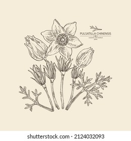 Background with pulsatilla chinensis: anemone chinensis plant, leaves and pulsatilla chinensis flowers. Anemone chinensis. Cosmetic, perfumery and medical plant. Vector hand drawn illustrat