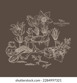 Background with pulsatilla chinensis: anemone chinensis plant, leaves and pulsatilla chinensis flowers. Anemone chinensis. Oil, soap and bath salt . Cosmetics and medical plant. Vector hand
