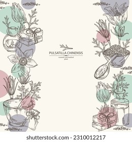 Background with pulsatilla chinensis: anemone chinensis plant, leaves and pulsatilla chinensis flowers. Anemone chinensis. Oil, soap and bath salt . Cosmetics and medical plant. Vector hand
