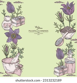 Background with pulsatilla chinensis: anemone chinensis plant, leaves and pulsatilla chinensis flowers. Anemone chinensis. Oil, soap and bath salt . Cosmetics and medical plant. Vector hand drawn
