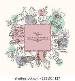 Background with pulsatilla chinensis: anemone chinensis plant, leaves and pulsatilla chinensis flowers. Anemone chinensis. Oil, soap and bath salt . Cosmetics and medical plant. Vector hand