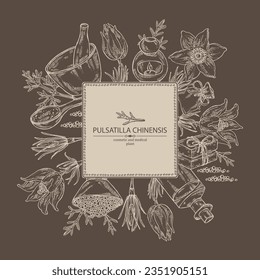 Background with pulsatilla chinensis: anemone chinensis plant, leaves and pulsatilla chinensis flowers. Anemone chinensis. Oil, soap and bath salt . Cosmetics and medical plant. Vector hand
