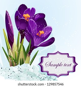 Background with purple crocuses in the snow.