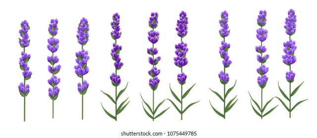 background of purple lavender flowers, watercolor style flowers. elegant flowers. vector illustration.
lavender background for text, card template, invitations, banner, business cards.