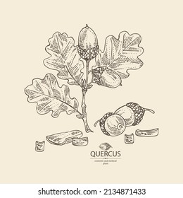 Background with quercus: branch of oak, leaves, oak bark, quercus tree and oak acorn. Cosmetics and medical plant. Vector hand drawn illustration.