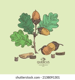 Background with quercus: branch of oak, leaves, oak bark, quercus tree and oak acorn. Cosmetics and medical plant. Vector hand drawn illustration.