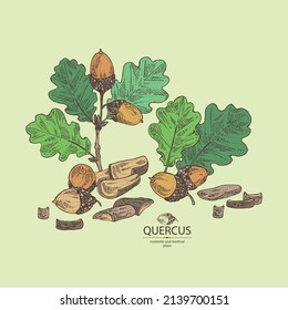 Background with quercus: branch of oak, leaves, oak bark, quercus tree and oak acorn. Cosmetics and medical plant. Vector hand drawn illustration.