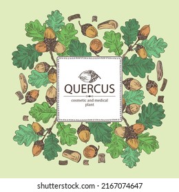 Background with quercus: branch of oak, leaves, oak bark, quercus tree and oak acorn. Cosmetics and medical plant. Vector hand drawn illustration.