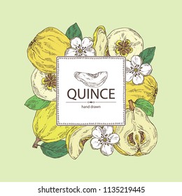 Background with quince: fruit, flower, leaves and quince slice. Vector hand drawn illustration.