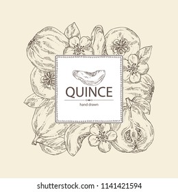 Background with quince: fruit, flower, leaves and quince slice. Vector hand drawn illustration.