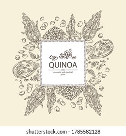 Background with quinoa: plant and quinoa seeds. Super food. Vector hand drawn illustration.