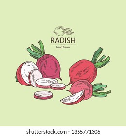 Background with radish: full radish and slices. Vector hand drawn illustration