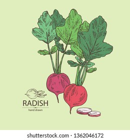 Background with radish: full radish and slices. Vector hand drawn illustration