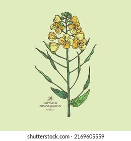 Background with  rapeseed: brassica napus plant, seeds and  rapeseed flowers. Brassica napus. Vector hand drawn illustration. 