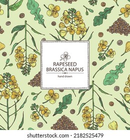 Background with  rapeseed: brassica napus plant, seeds and  rapeseed flowers. Brassica napus. Vector hand drawn illustration. 