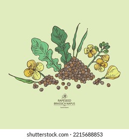 Background with  rapeseed: brassica napus plant, seeds and  rapeseed flowers. Brassica napus. Vector hand drawn illustration. 