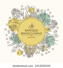 Background with  rapeseed: brassica napus plant, seeds and  rapeseed flowers. Brassica napus. Vector hand drawn illustration. 