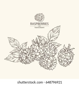 Background with a raspberry and branch of raspberry. Vector hand drawn illustration