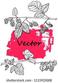 Background with raspberry branches.  Sketch for banners, packaging, menu, cards, blogs. Vector illustration
