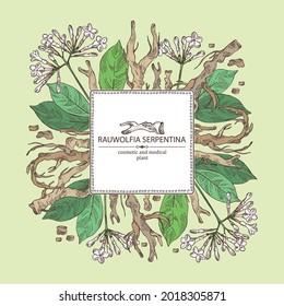 Background with rauwolfia serpentina: plant, flowers and rauwolfia serpentina tuber. Cosmetic and medical plant. Vector hand drawn illustration