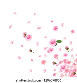 Background with realistic pink rose and rose petals. Pink rose petals isolated on white background