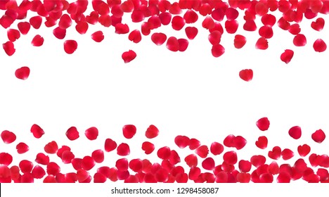 Background with realistic red rose petals isolated on white background. 