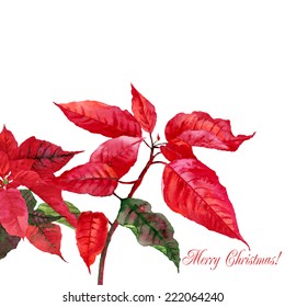 Background  with red poinsettia