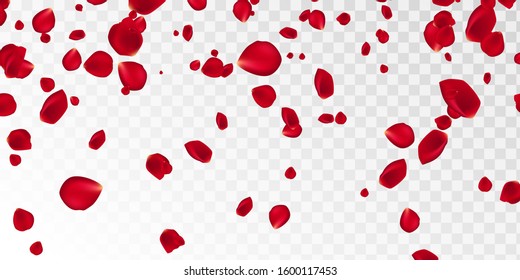 Background with red rose petals. Eps 10 vector. Falling red flower petals against pink background. Happy Valentines day card. Valentine's day background